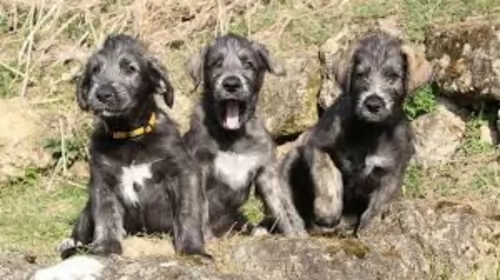 irish mastiff hound puppies - health problems