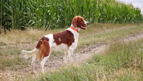 irish red and white setter dog - characteristics