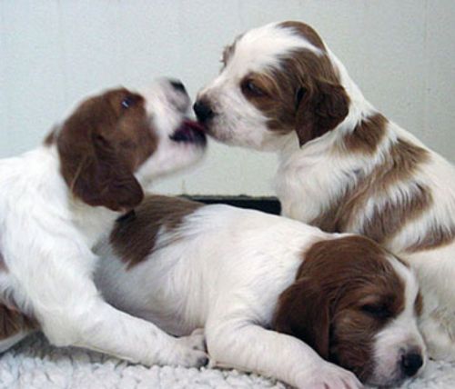 irish red and white setter puppies