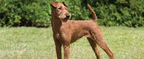 irish terrier dog - characteristics