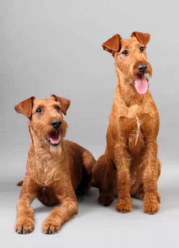 irish terrier dogs - caring
