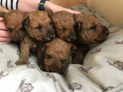 irish terrier puppies - health problems