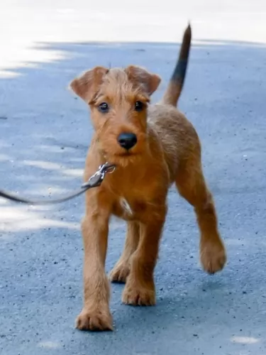 irish terrier puppy - description