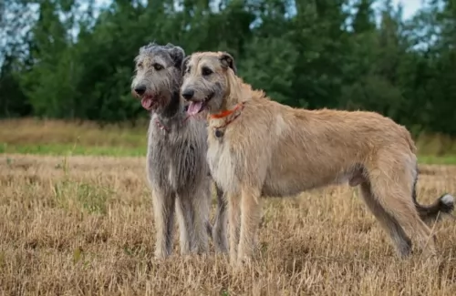 irish wolfhound dogs - caring