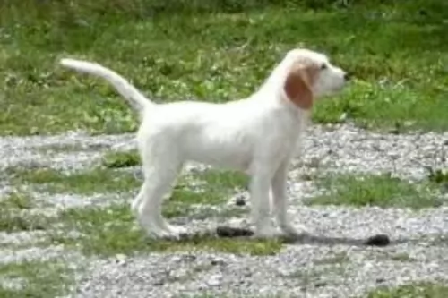 istarski ostrodlaki gonic puppy - description