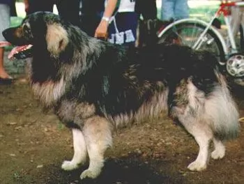istrian sheepdog dog - characteristics