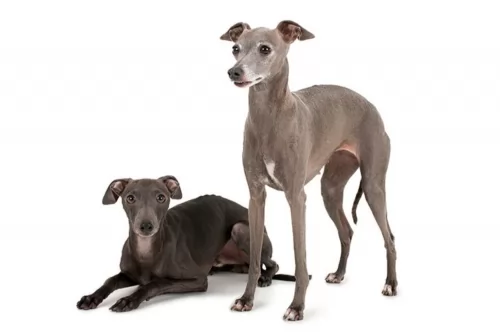 italian greyhound dogs - caring