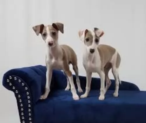 italian greyhound puppies - health problems