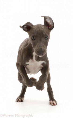 italian greyhound puppy