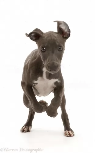 italian greyhound puppy - description