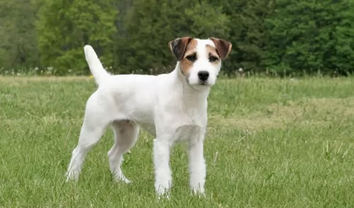 jack russell terrier - history
