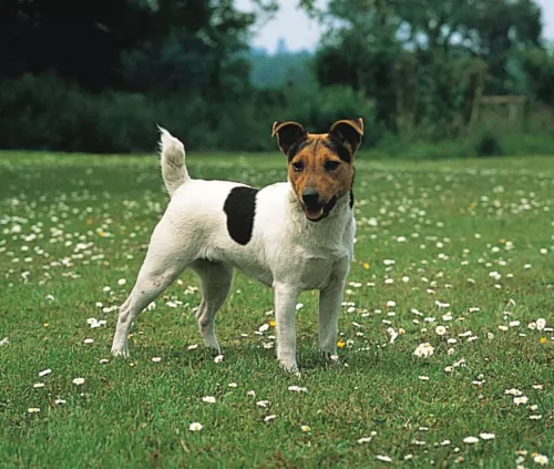 jack russell terrier dog - characteristics