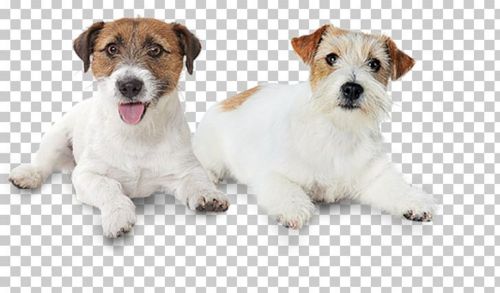 jack russell terrier dogs