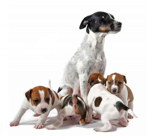 jack russell terrier puppies