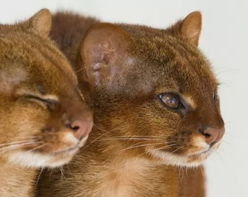 jaguarundi curl cats - caring
