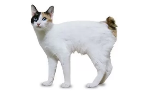 japanese bobtail cat - characteristics