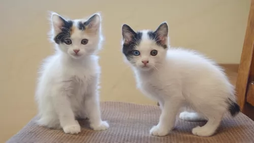 japanese bobtail kittens - health problems