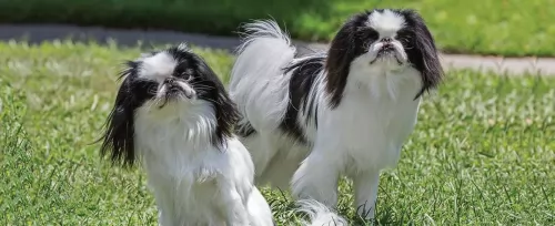 japanese chin dogs - caring