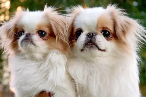 japanese chin puppies - health problems