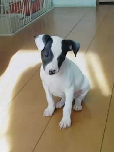 japanese terrier puppy - description