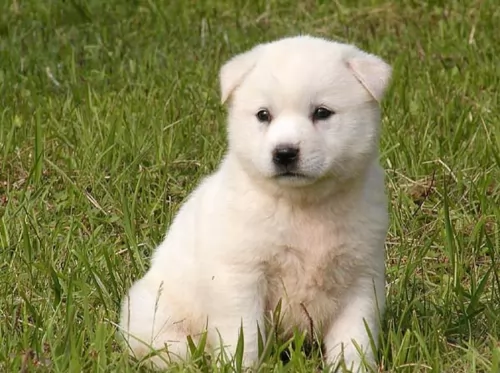 jindo puppy - description