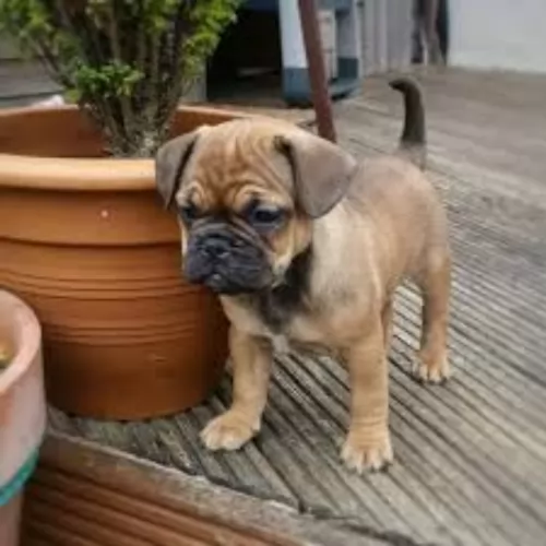 jug puppy - description