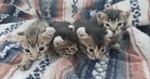 jungle curl kittens - health problems