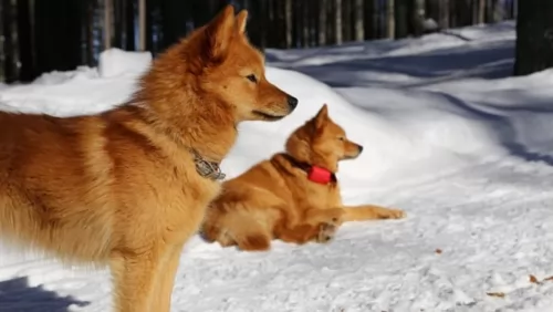 karelo finnish laika dogs - caring