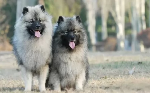 keeshond dogs - caring