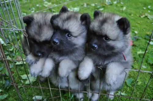 keeshond puppies - health problems