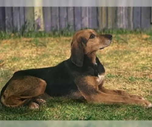 kerry beagle dog - characteristics