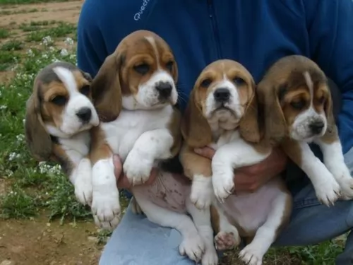 kerry beagle puppies - health problems