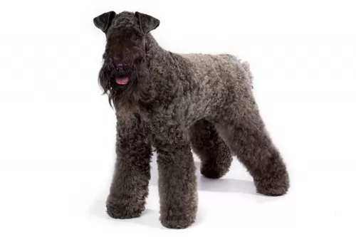 kerry blue terrier - history