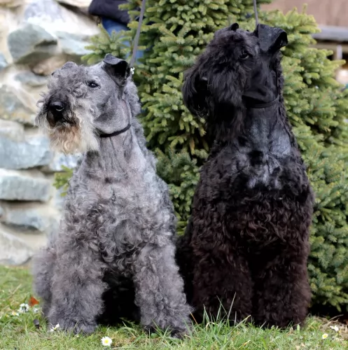 kerry blue terrier dogs - caring