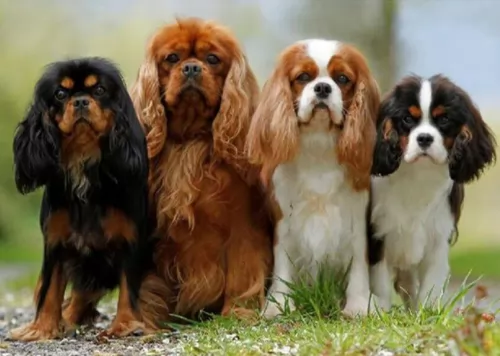 king charles spaniel dogs - caring