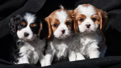 king charles spaniel puppies - health problems