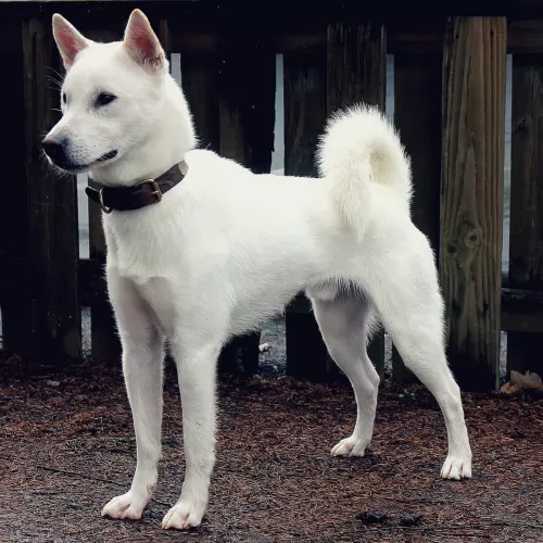kishu dog - characteristics