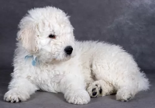 komondor puppy - description
