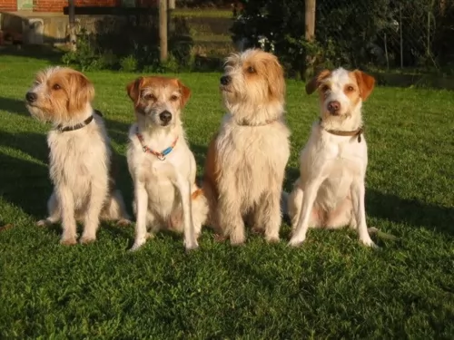 kromfohrlander dogs - caring