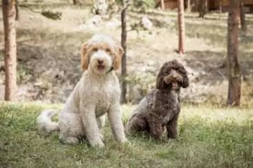 labradoodle dogs - caring