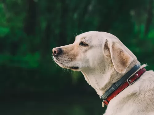labrador retriever dog - characteristics
