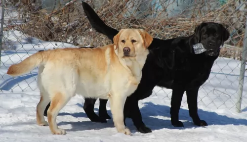 labrador retriever dogs - caring