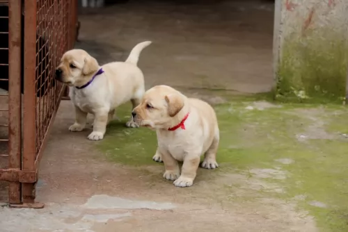 labrador retriever puppies - health problems