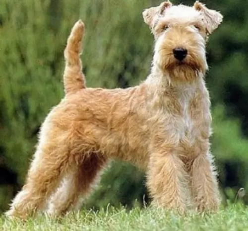 lakeland terrier dog - characteristics