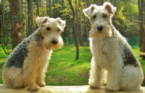 lakeland terrier dogs
