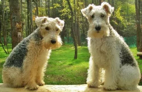 lakeland terrier dogs - caring