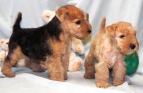 lakeland terrier puppies