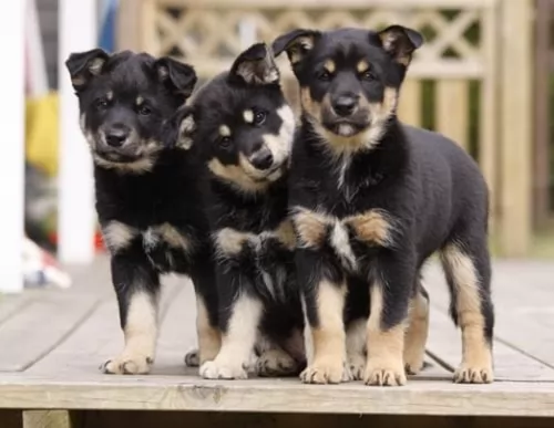 lapponian herder puppies - health problems