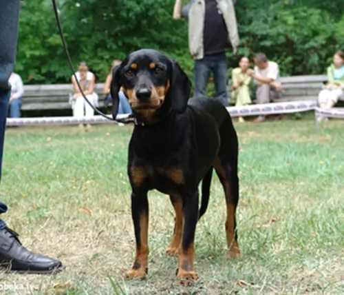 latvian hound dog - characteristics