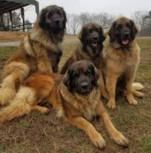 leonberger dogs - caring